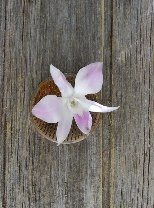 LAVENDER DENDROBIUM ORCHID